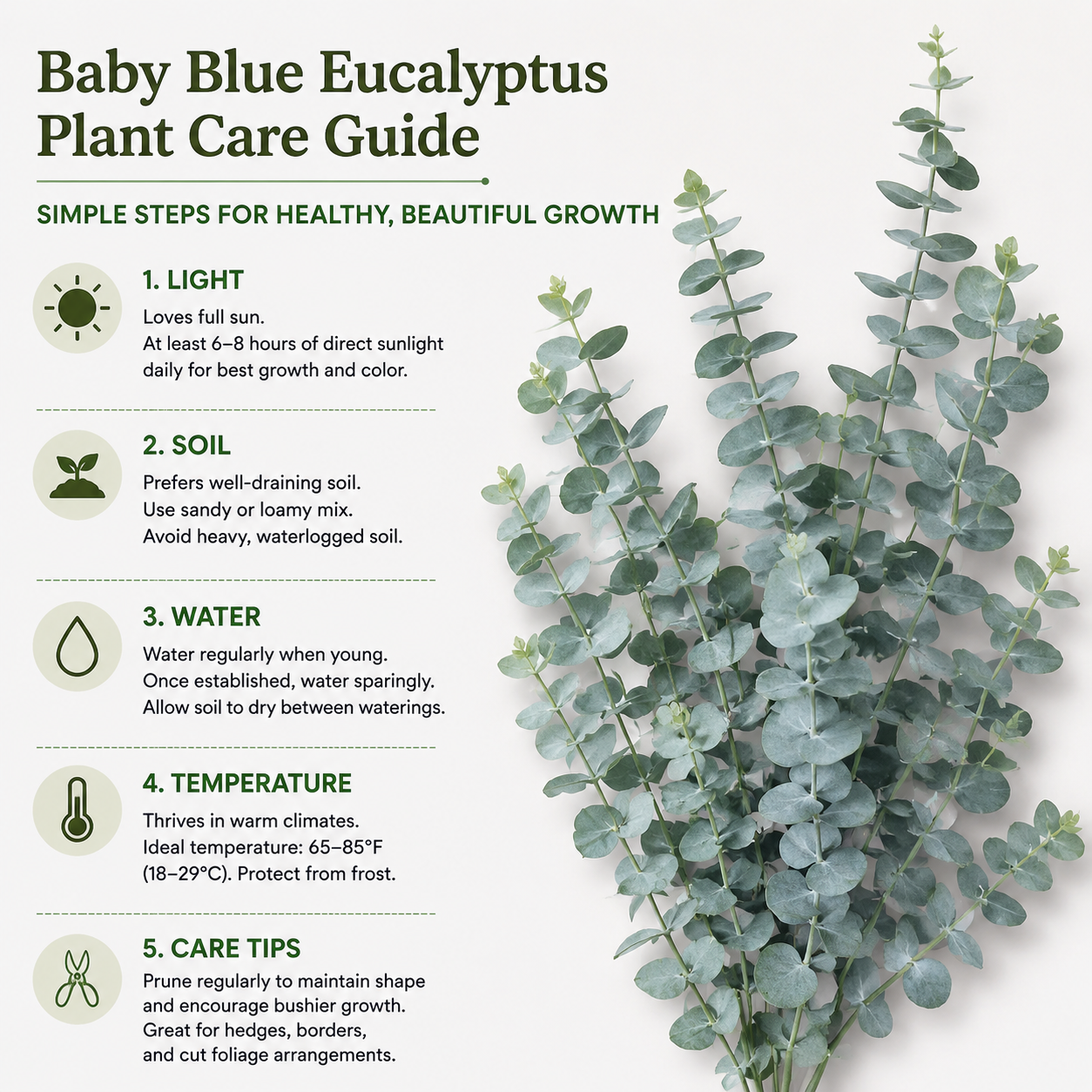20 Baby Blue Eucalyptus Seeds, Non GMO, High Yield, Fragrant Silver-Blue Perennial, Charming Ornamental Accent