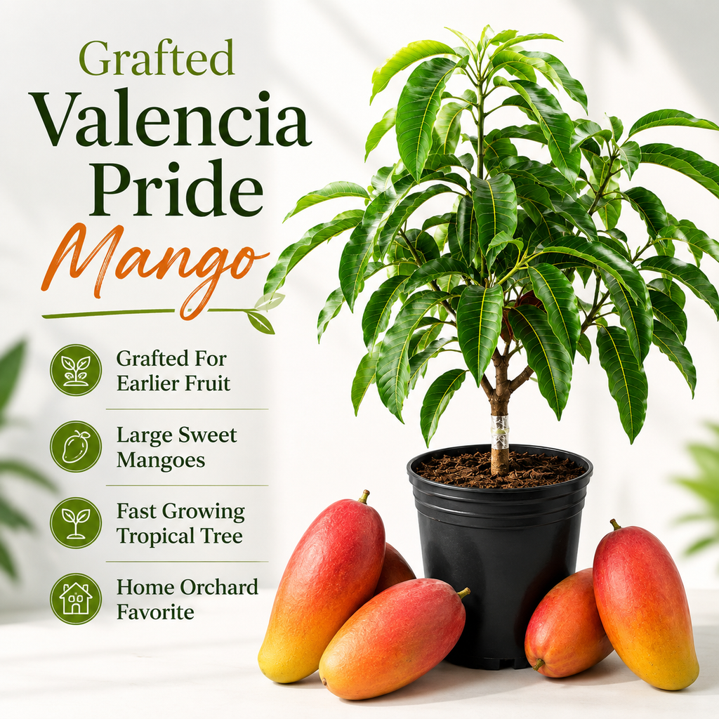 Valencia Pride Yellow Mango Plant 2.5–3 Ft | Live Mango Fruit Tree | Fast-Growing Tropical Variety for Outdoor Growing & Container Gardening (No Ship to CA, HI, AK)