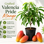Valencia Pride Yellow Mango Plant 2.5–3 Ft | Live Mango Fruit Tree | Fast-Growing Tropical Variety for Outdoor Growing & Container Gardening (No Ship to CA, HI, AK)