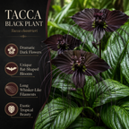 Black Bat Flower Plant Live | Tacca Chantrieri | 4 Inch Tall | Exotic Tropical Houseplant with Dramatic Black Blooms | Eye-Catching Indoor Decor Plant & Gift for Plant Lovers