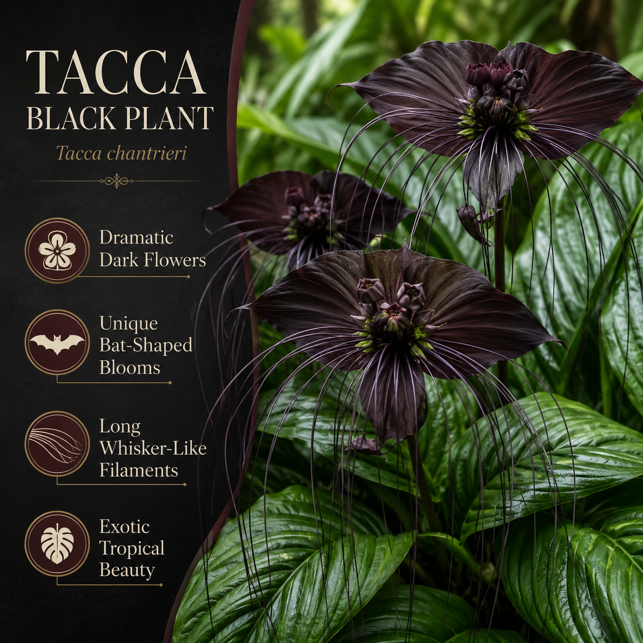 Black Bat Flower Plant Live | Tacca Chantrieri | 4 Inch Tall | Exotic Tropical Houseplant with Dramatic Black Blooms | Eye-Catching Indoor Decor Plant & Gift for Plant Lovers