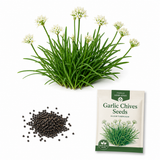 200 Garlic Chives Seeds, Non-GMO Allium tuberosum Seeds, Perennial, High-Yielding, Edible Garlic Flavor Chinese Chives Herb for Garden