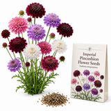 150 Imperial Pincushion Seeds, High Yield Scabiosa atropurpurea, Non GMO, Vibrant Multi-Color Double Blooms, Annual Flower Seeds, for Outdoor Gardens