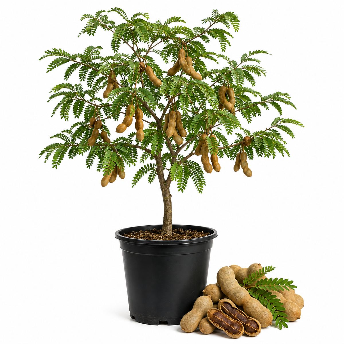 Sweet Tamarind Tree Live Plant, 1 Feet Tall Potted Plant, 1 Gallon Size, Easy Care Tropical Greenery, Fruit Tree for Home Landscapes (No Ship to CA,HI,AK)