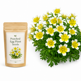60 Pcs Poached Egg Seeds, Non-GMO, Meadowfoam Seeds, Easy Care, Yellow & White Flower Ground Cover, for Garden Borders and Pots