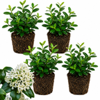 4 Asiatic Jasmine Minima Plants, 4-6 Inch Tall, Fast Growing Ground Cover Plant, Grow Robust Dense Foliage Carpet for Landscape