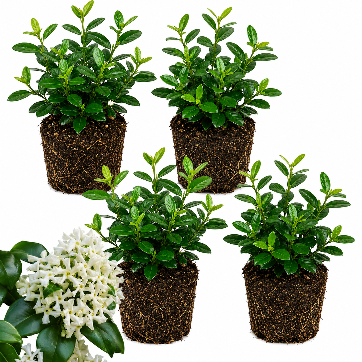 4 Asiatic Jasmine Minima Plants, 4-6 Inch Tall, Fast Growing Ground Cover Plant, Grow Robust Dense Foliage Carpet for Landscape