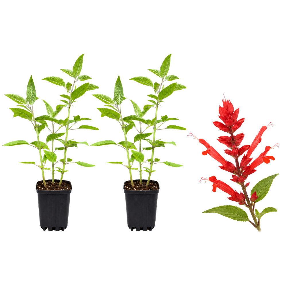 2 Red Salvia Live Plant for Planting, 5-8" Tall Medium Pot Sage Plant, Hardy Herb Plant with Red Flower Spike, for Backyard Garden