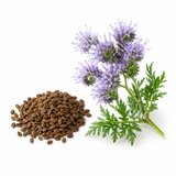 100 Pcs Lacy Phacelia Seeds for Planting, Non GMO, Easy Care, Purple Flower Seeds, Flowering Annual, for Outdoor Spaces