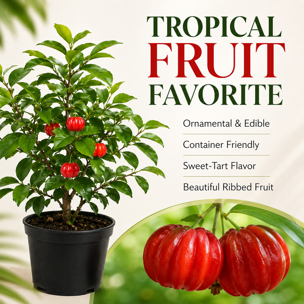 Surinam Cherry Live Plant | 2.5–3 Ft Cherry Tree | Well Rooted | Sweet-Tart Small Fruit Tree for Patio, Garden, or Container (No Ship to CA,HI,AK)
