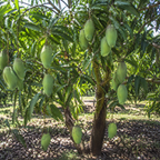 Live Keo Savoy Mango Tree 2.5–3 Ft | Sweet Tropical Mango | Fruit Tree for Yard & Patio (No Ship to CA,HI,AK)