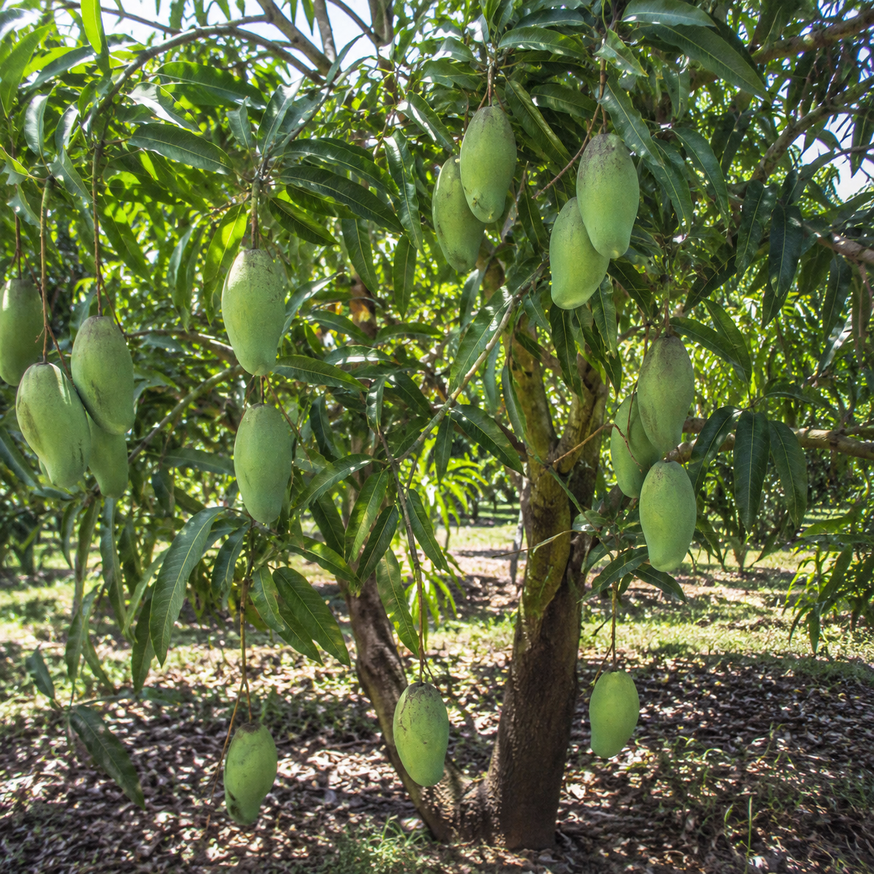 Live Keo Savoy Mango Tree 2.5–3 Ft | Sweet Tropical Mango | Fruit Tree for Yard & Patio (No Ship to CA,HI,AK)