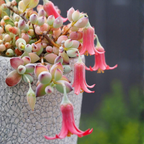 Cotyledon Pendens Succulent Plant Live | 4 Inch Pot Rare Trailing Variety Houseplant for Indoor Growing and Collections