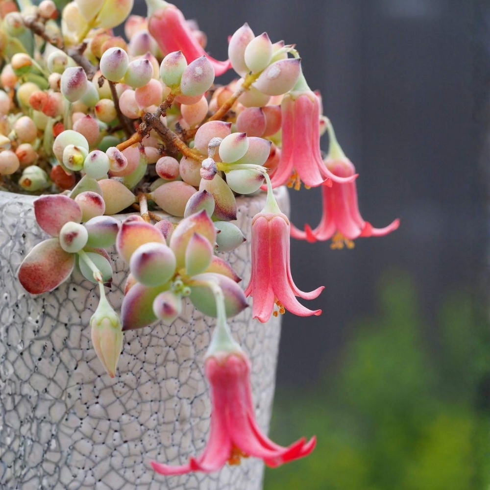 Cotyledon Pendens Succulent Plant Live | 4 Inch Pot Rare Trailing Variety Houseplant for Indoor Growing and Collections