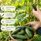 50 Pcs Boston Pickling Cucumber Seeds, Non-GMO, Crispy Sweet Cucumber Vegetable Seeds, Fast Growing Summer Crop for Garden Trellis