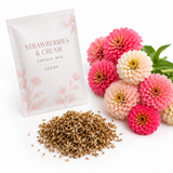 200 Strawberries and Cream Zinnia Seeds Mix, Heirloom, Charming Pastel Dream Blooms, for Outdoor Planting