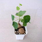 Stephania Cephalantha Live Plant in 2 – 2.5" Inch Pot | Stephania Erecta Plant Bulb | Low-Maintenance Indoor Greenery | Suitable for Desks, Shelves & Modern Décor | Great Botanical Gift