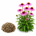 200 Purple Coneflower Seeds, Non GMO Echinacea Purpurea Seeds, Heirloom, Vibrant Pink-Purple Perennial Wildflower, for Backyard Landscape & Garden Borders