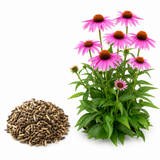 200 Purple Coneflower Seeds, Non GMO Echinacea Purpurea Seeds, Heirloom, Vibrant Pink-Purple Perennial Wildflower, for Backyard Landscape & Garden Borders