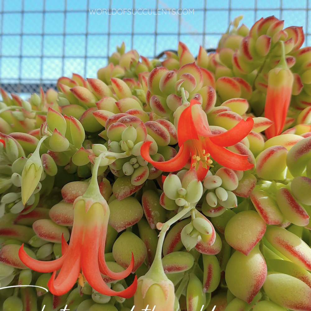 Cotyledon Pendens Succulent Plant Live – 6 Inch Pot | Rare Trailing Houseplant | Easy-Care Indoor Succulent
