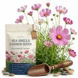 300 Pcs Sea Shells Cosmos Seeds for Outdoors, Cultivate Robust Feathery Foliage & Bright Fluted Flowers, Easy to Care Outdoor Yard Decor