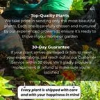 10 Live Eastern Redbud Tree 6–12” Inch Tall for Planting | Beautiful Ornamental Redbud for Home, Garden, Yard & Outdoor Landscaping | Low-Maintenance, Easy-Grow Starter Plant