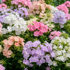 300 Pastel Shades Mix Phlox Seeds, Non-GMO Phlox drummondii Seeds, High Yield, Vibrant Multi-Color Fragrant Perennial, for Borders & Gardens