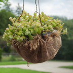 Cotyledon Pendens Succulent Plant Live | 4 Inch Pot Rare Trailing Variety Houseplant for Indoor Growing and Collections