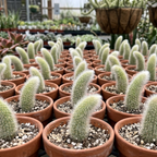 Monkey Tail Cactus Live Plant – 10-15 Inch Hanging Succulent, Rare Live Succulents for Indoor & Outdoor Decoration, Unique Hanging Plant Gift