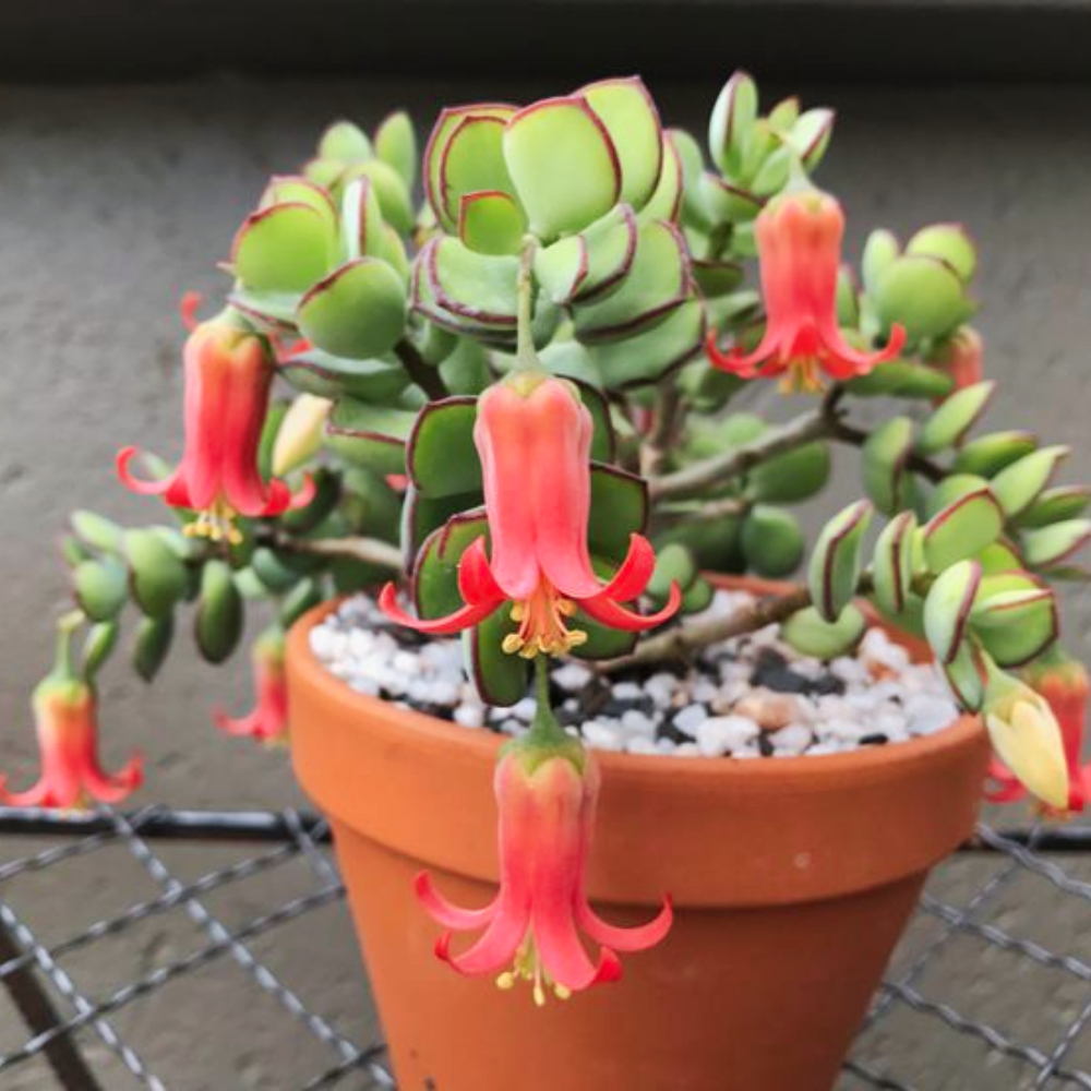 Cotyledon Pendens Succulent Plant Live – 2 Inch Pot | Rare Trailing Houseplant | Easy-Care Indoor Succulent