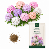 300 Pastel Shades Mix Phlox Seeds, Non-GMO Phlox drummondii Seeds, High Yield, Vibrant Multi-Color Fragrant Perennial, for Borders & Gardens