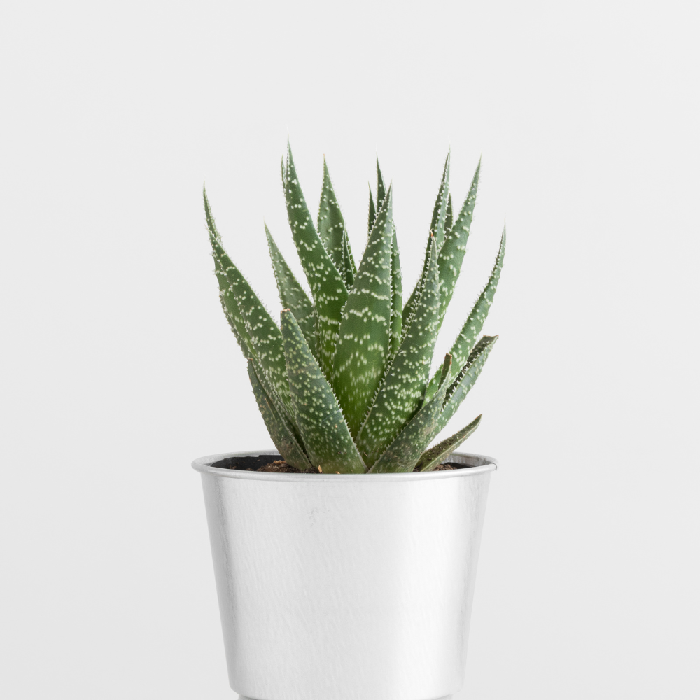 Succulents Plants Live Haworthia Fasciata Zebra Plants, 2 Inch Pot, Zebra Cactus Succulent, Striped Indoor Plant for Desks and Small Spaces