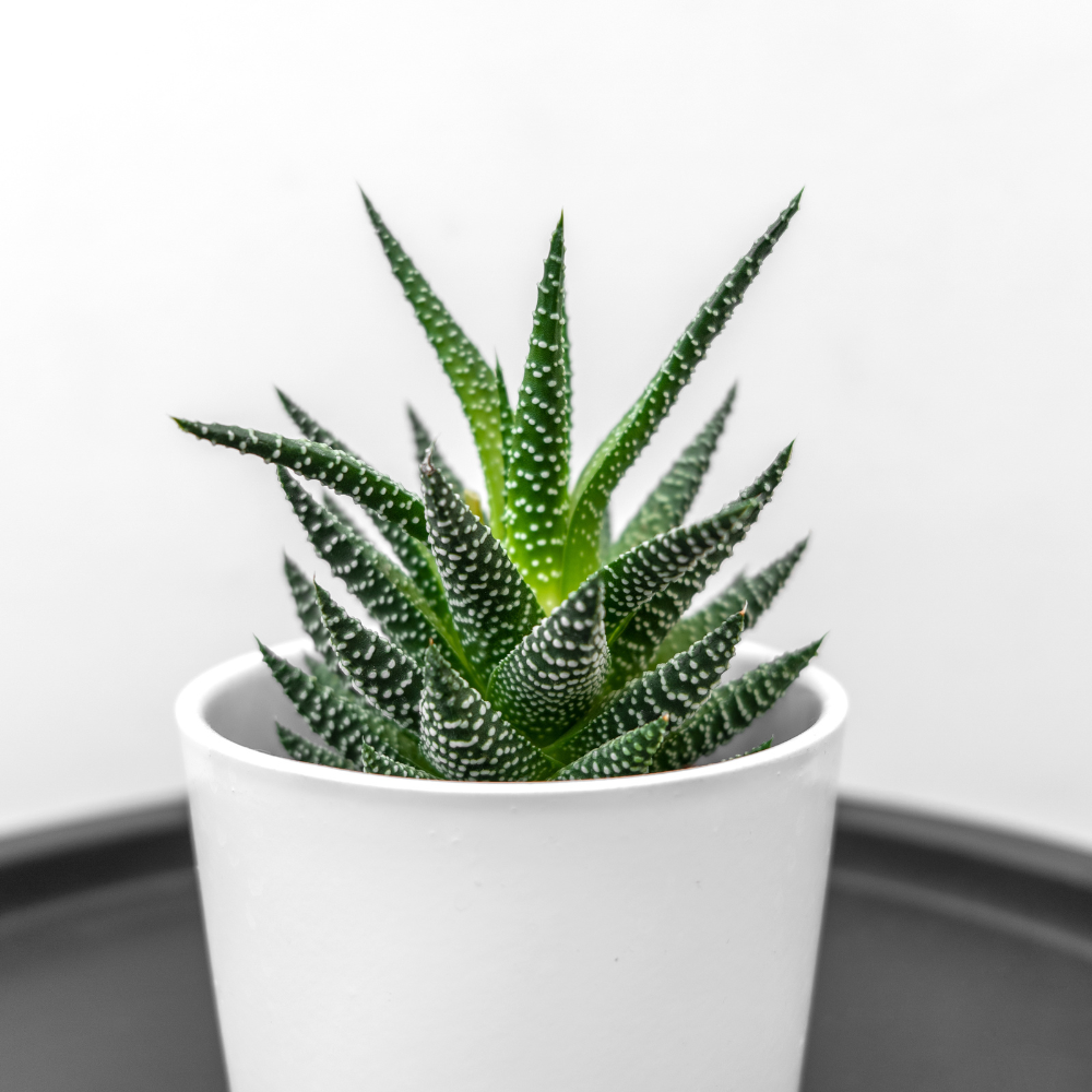 Succulents Plants Live Haworthia Fasciata Zebra Plants, 2 Inch Pot, Zebra Cactus Succulent, Striped Indoor Plant for Desks and Small Spaces