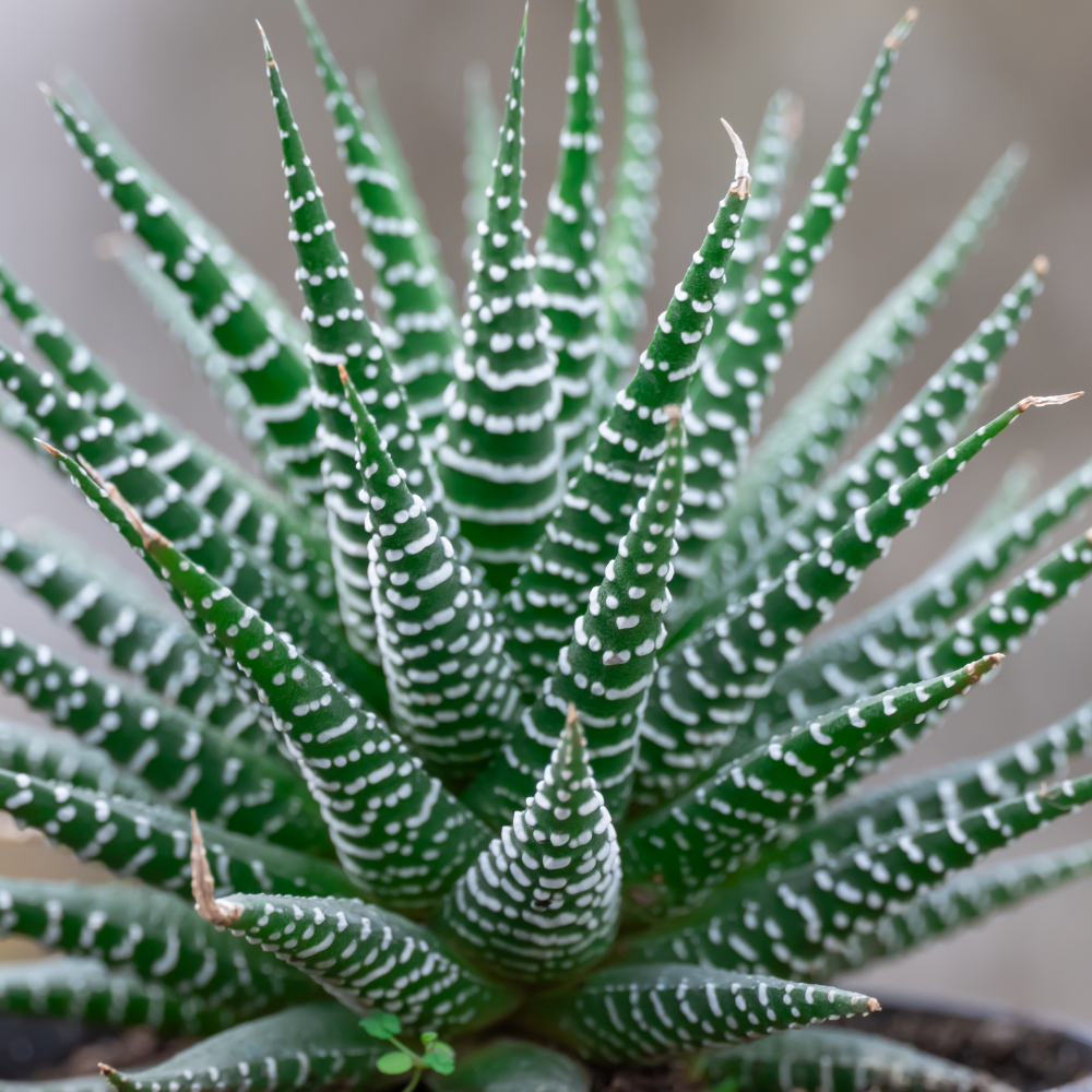 Succulents Plants Live Haworthia Fasciata Zebra Plants, 2 Inch Pot, Zebra Cactus Succulent, Striped Indoor Plant for Desks and Small Spaces