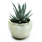 2 Haworthia Succulent Plant Live, Zebra Succulent Plant in 2 Inch Pot Size, Small Decorative Plant for Bright Indoor Areas