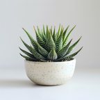 2 Haworthia Succulent Plant Live, Zebra Succulent Plant in 2 Inch Pot Size, Small Decorative Plant for Bright Indoor Areas