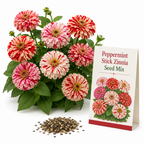 50 Peppermint Stick Zinnia Seeds Mix for Planting, Non-GMO, Fast Growing, Candy-Stripe Variety, Heat Tolerant Butterfly Magnet for Backyard Borders