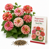 50 Peppermint Stick Zinnia Seeds Mix for Planting, Non-GMO, Fast Growing, Candy-Stripe Variety, Heat Tolerant Butterfly Magnet for Backyard Borders