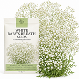 1500 Pcs Baby's Breath Seeds for Planting Outdoors, Non-GMO Heirloom Flowers, Low Maintenance Cloud Blooms for Yard Borders