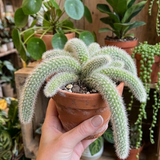 Monkey Tail Cactus Live Plant – 10-15 Inch Hanging Succulent, Rare Live Succulents for Indoor & Outdoor Decoration, Unique Hanging Plant Gift