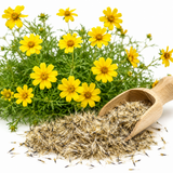 Dahlberg Daisy Seeds, 600 Pcs, Non GMO, Easy Care, Delicate Trailing Yellow Daisy for Hanging Baskets & Gardens