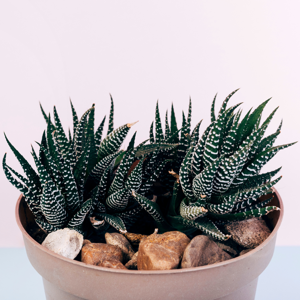 2 Haworthia Succulent Plant Live, Zebra Succulent Plant in 2 Inch Pot Size, Small Decorative Plant for Bright Indoor Areas