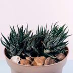 2 Haworthia Succulent Plant Live, Zebra Succulent Plant in 2 Inch Pot Size, Small Decorative Plant for Bright Indoor Areas