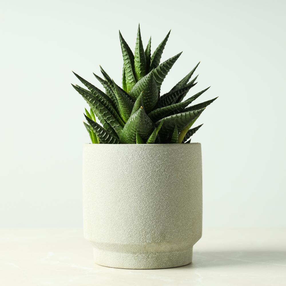 2 Haworthia Succulent Plant Live, Zebra Succulent Plant in 2 Inch Pot Size, Small Decorative Plant for Bright Indoor Areas