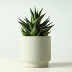 2 Haworthia Succulent Plant Live, Zebra Succulent Plant in 2 Inch Pot Size, Small Decorative Plant for Bright Indoor Areas