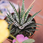 2 Haworthia Succulent Plant Live, Zebra Succulent Plant in 2 Inch Pot Size, Small Decorative Plant for Bright Indoor Areas