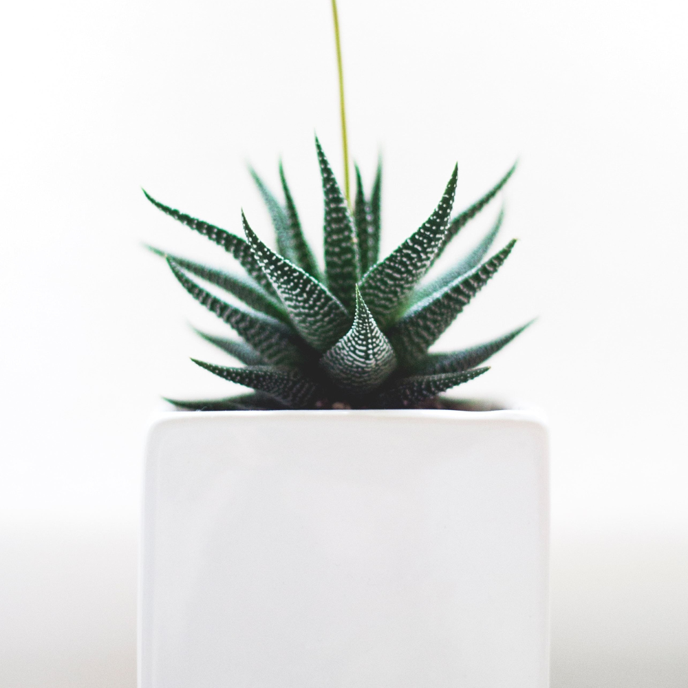 2 Haworthia Succulent Plant Live, Zebra Succulent Plant in 2 Inch Pot Size, Small Decorative Plant for Bright Indoor Areas