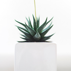2 Haworthia Succulent Plant Live, Zebra Succulent Plant in 2 Inch Pot Size, Small Decorative Plant for Bright Indoor Areas