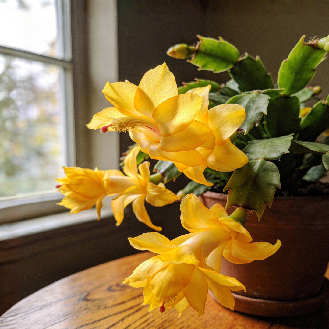 Christmas Cactus Plants Live – Yellow Bloom Variety | 3–4 Inch Pot | Low Maintenance Winter-Flowering Houseplant