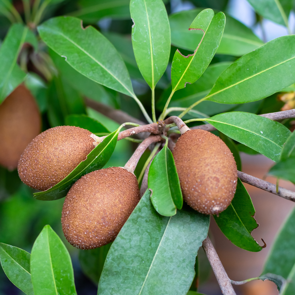 (No Ship to CA,HI,AK) Sapodilla Alano Live Fruit Tree | 30-36 Inches Tall | Sweet Tropical Sapote | Easy to Grow | Great for Home Gardens & Warm Climates